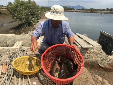 Nuôi thành công cá mú to bự trong ao đất, ông nông dân Kiên Giang bán 200.000-210.000 đồng/kg